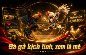 Sảnh đá gà SHBET0VIN live